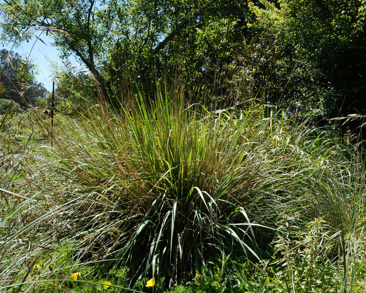 Calamagrostis nutkaensis, Pacific Reed Grass
