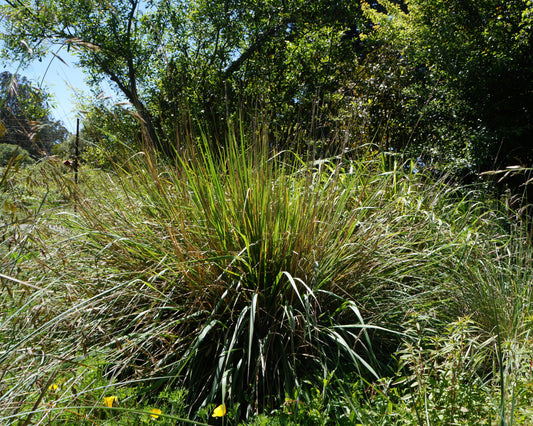 Calamagrostis nutkaensis, Pacific Reed Grass