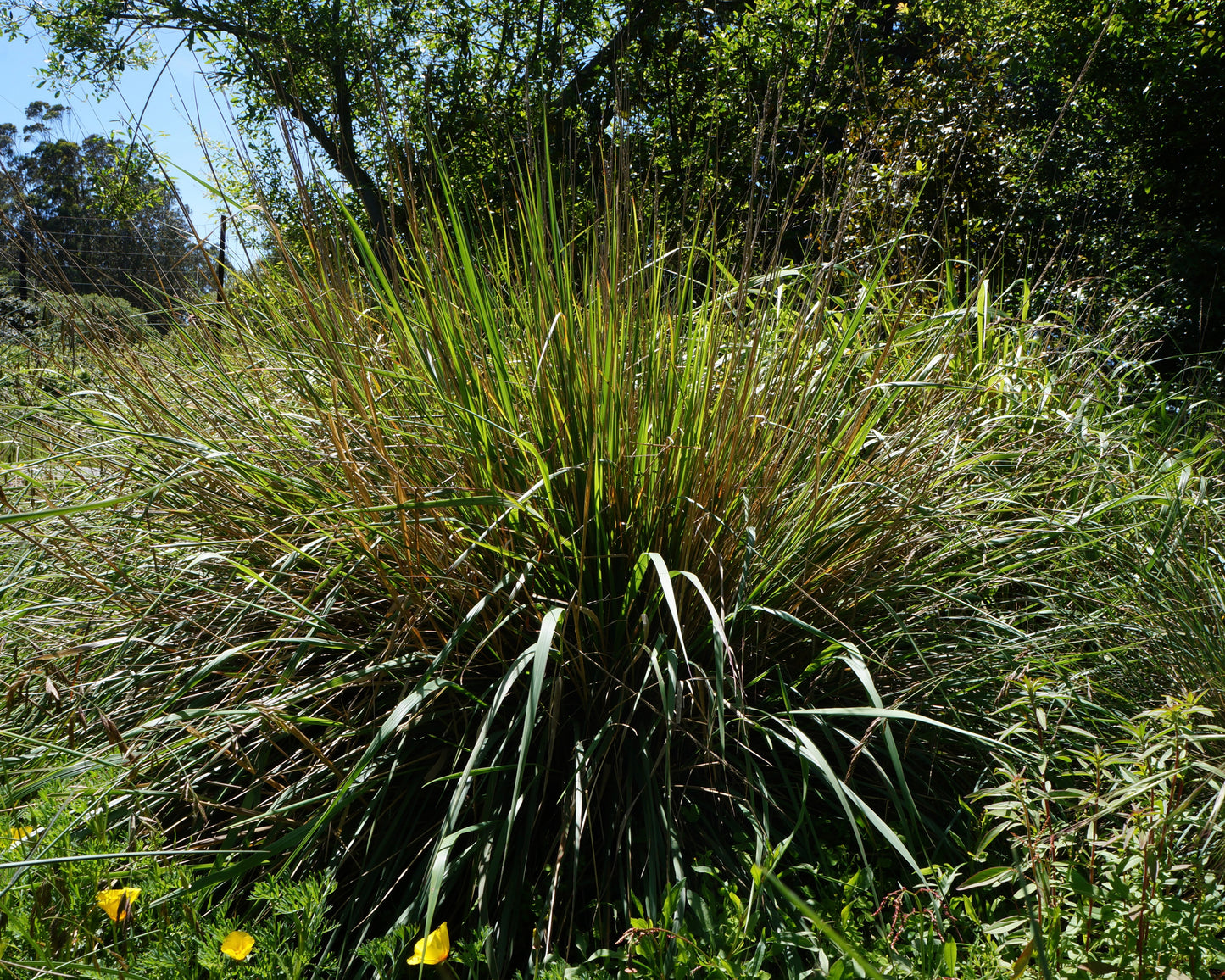Calamagrostis nutkaensis, Pacific Reed Grass