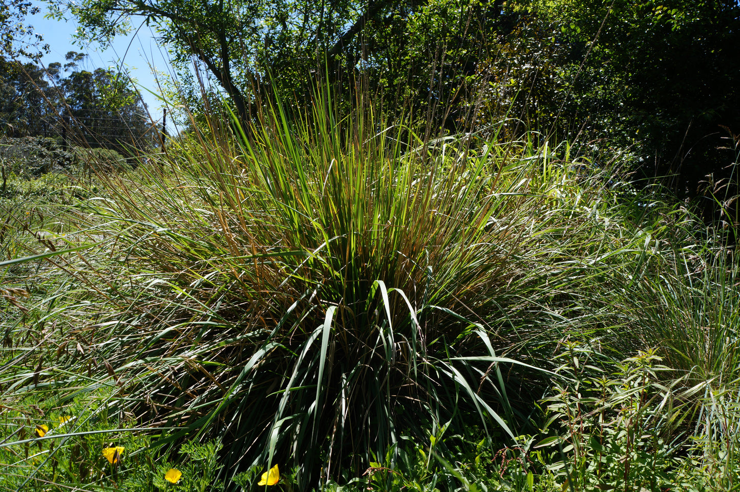 Calamagrostis nutkaensis, Pacific Reed Grass