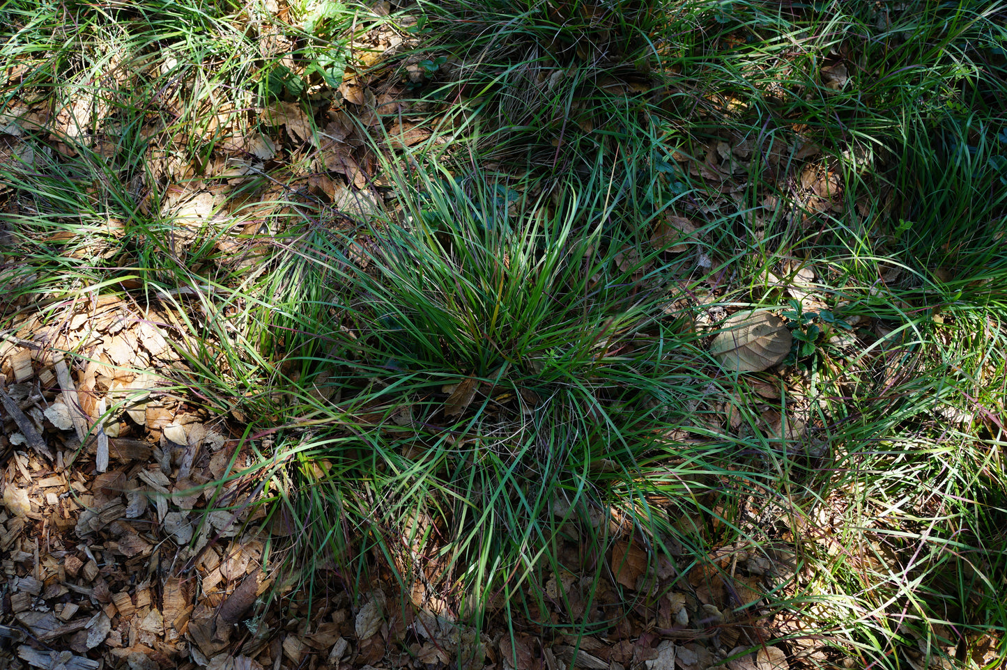 Danthonia californica, California Oatgrass