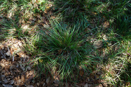 Danthonia californica, California Oatgrass