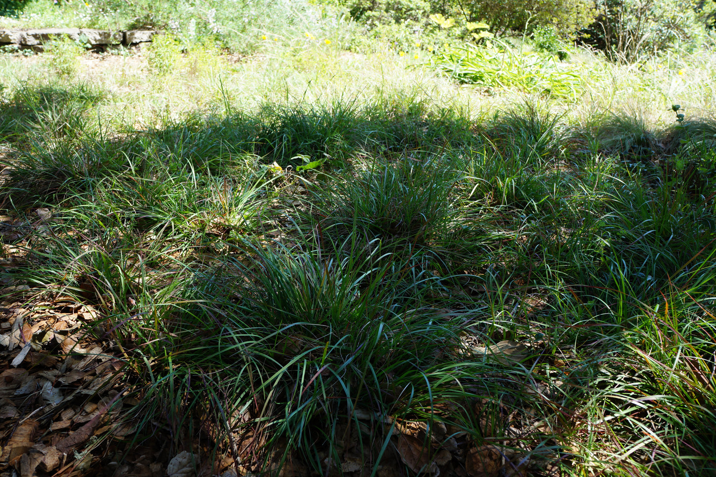 Danthonia californica, California Oatgrass