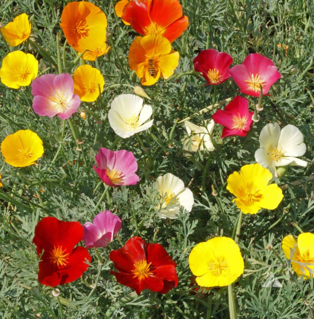 Eschscholzia californica 'Mixed Colors' Poppy