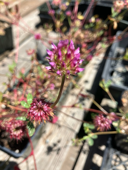 Trifolium gracilentum, Pinpoint Clover