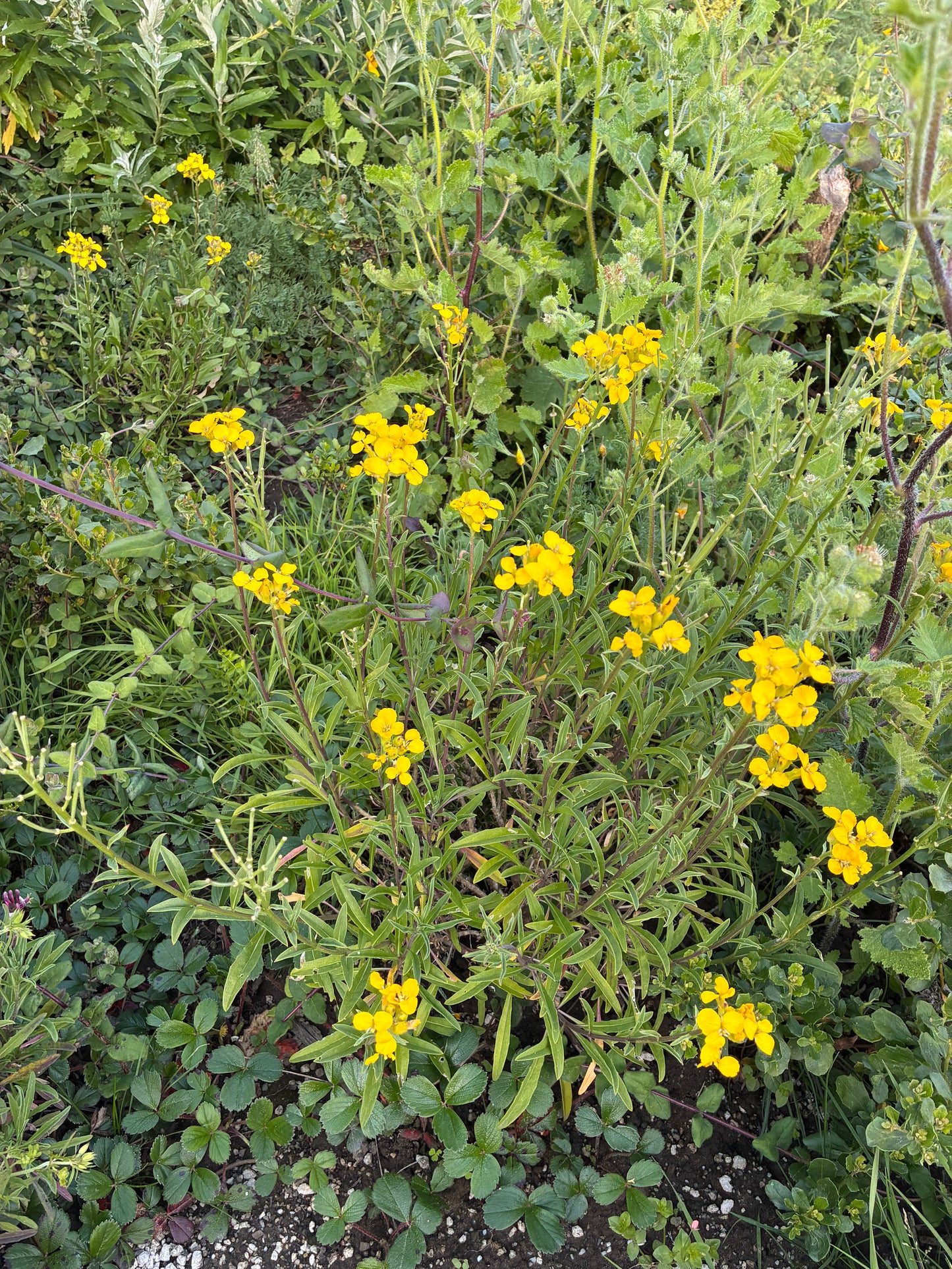 Erysimum franciscanum, San Francisco Wallflower