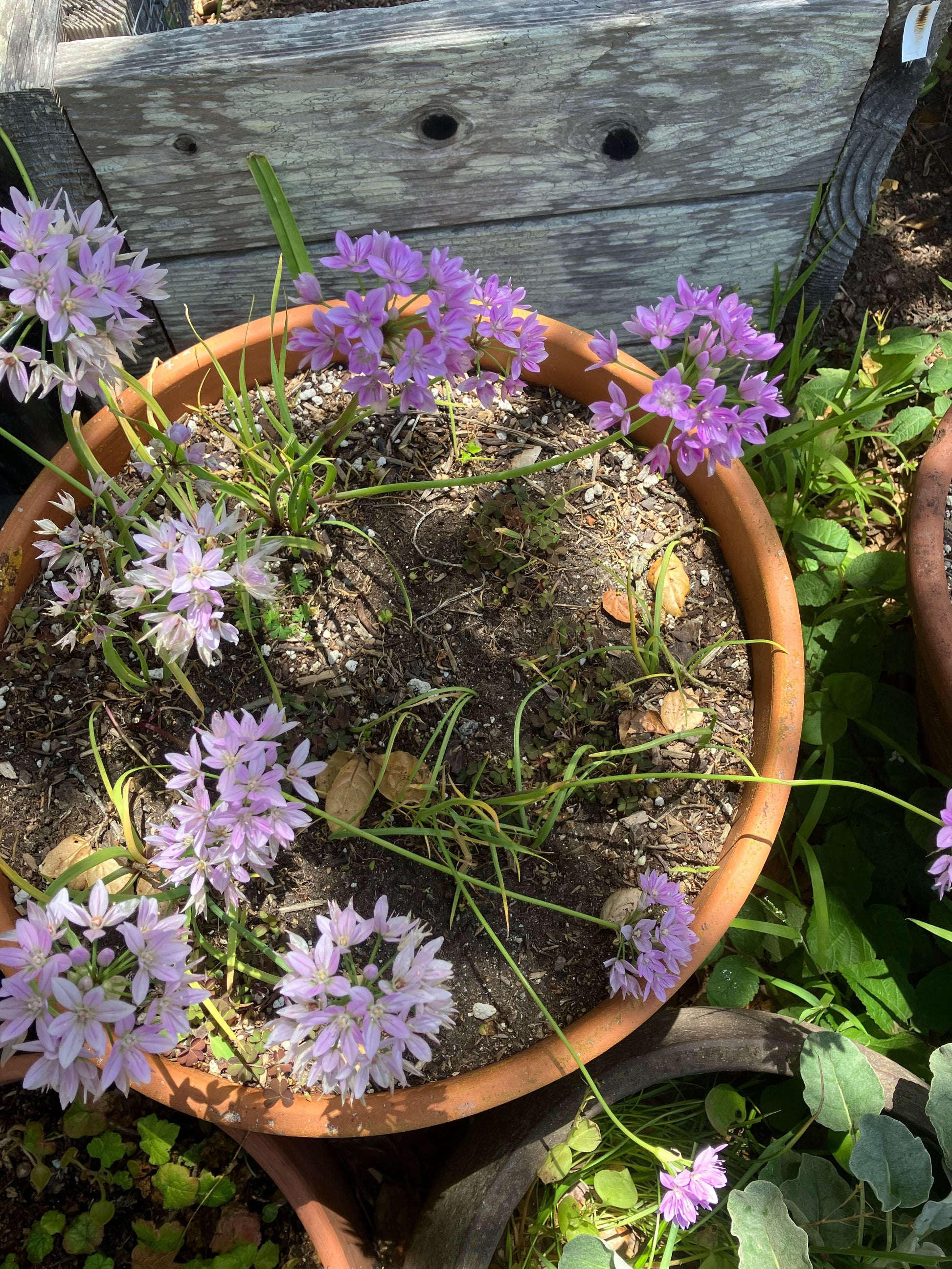 Potted plant with lavender flowers and green leaves in a ceramic container. 
