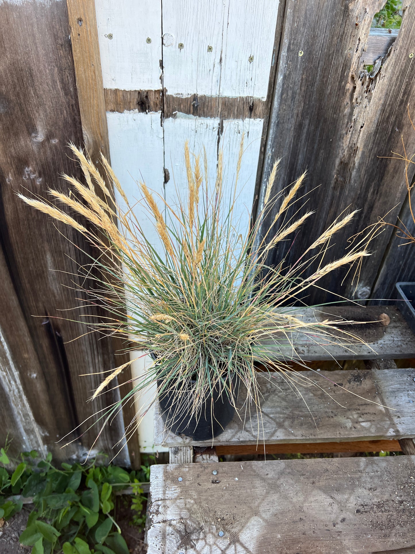 Calamagrostis foliosa, Leafy Reed Grass
