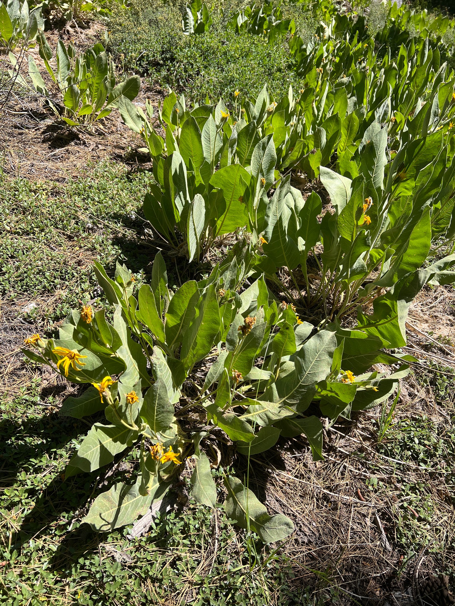 Wyethia mollis, Woolly Mule’s Ears