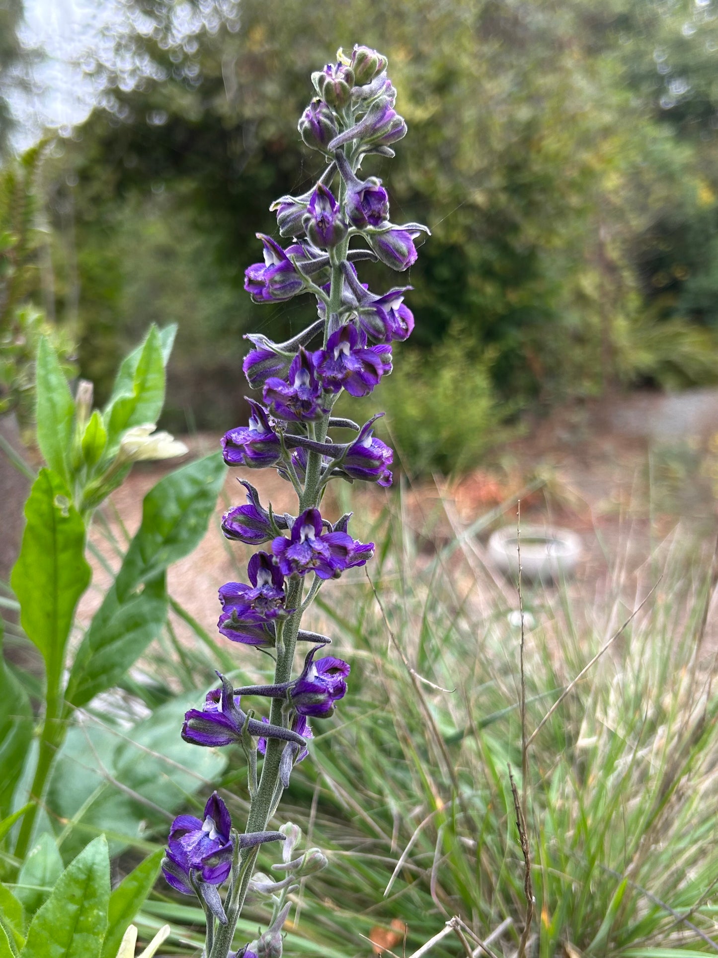 Delphinium hesperium, Western Larkspur