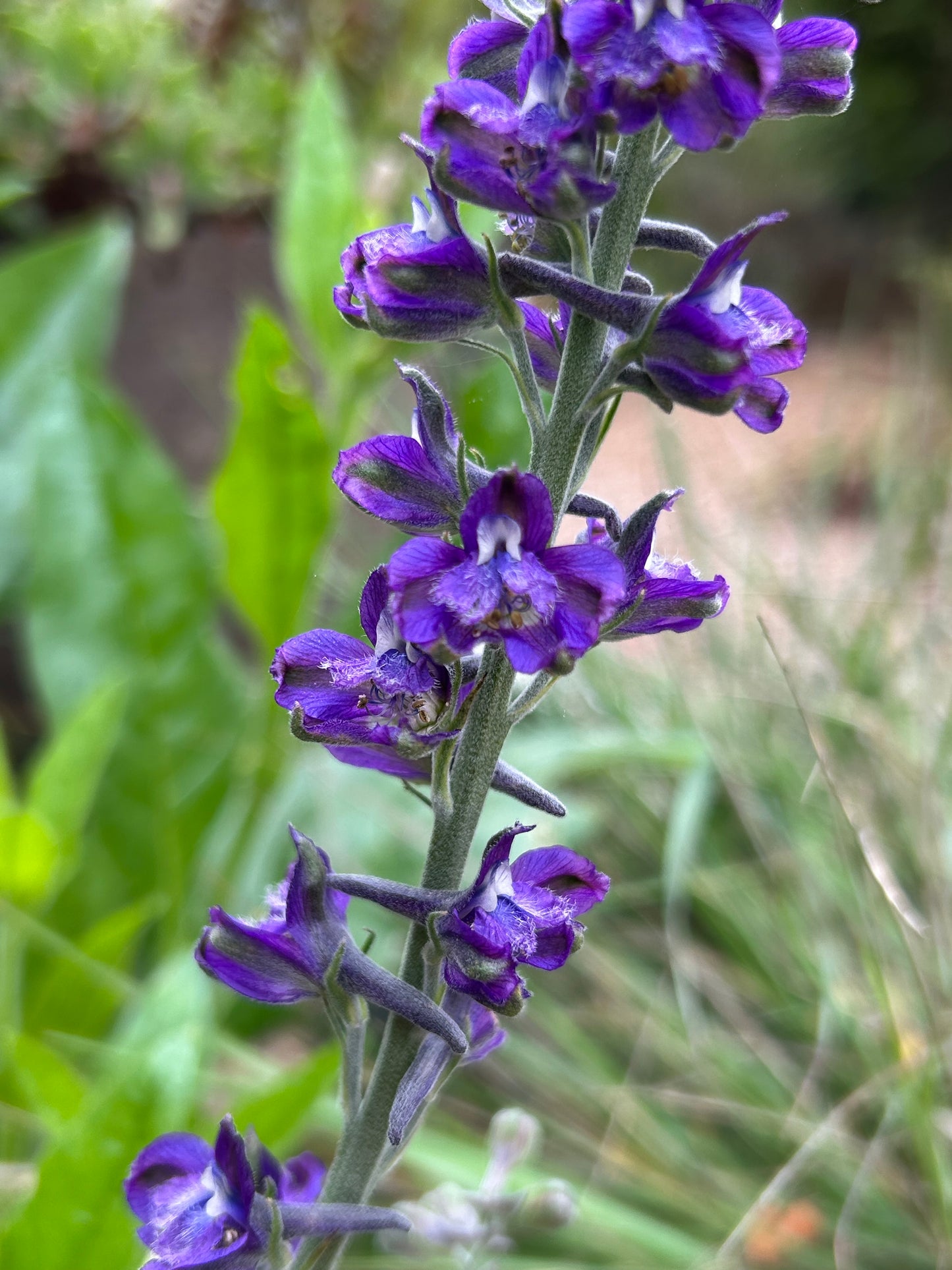 Delphinium hesperium, Western Larkspur