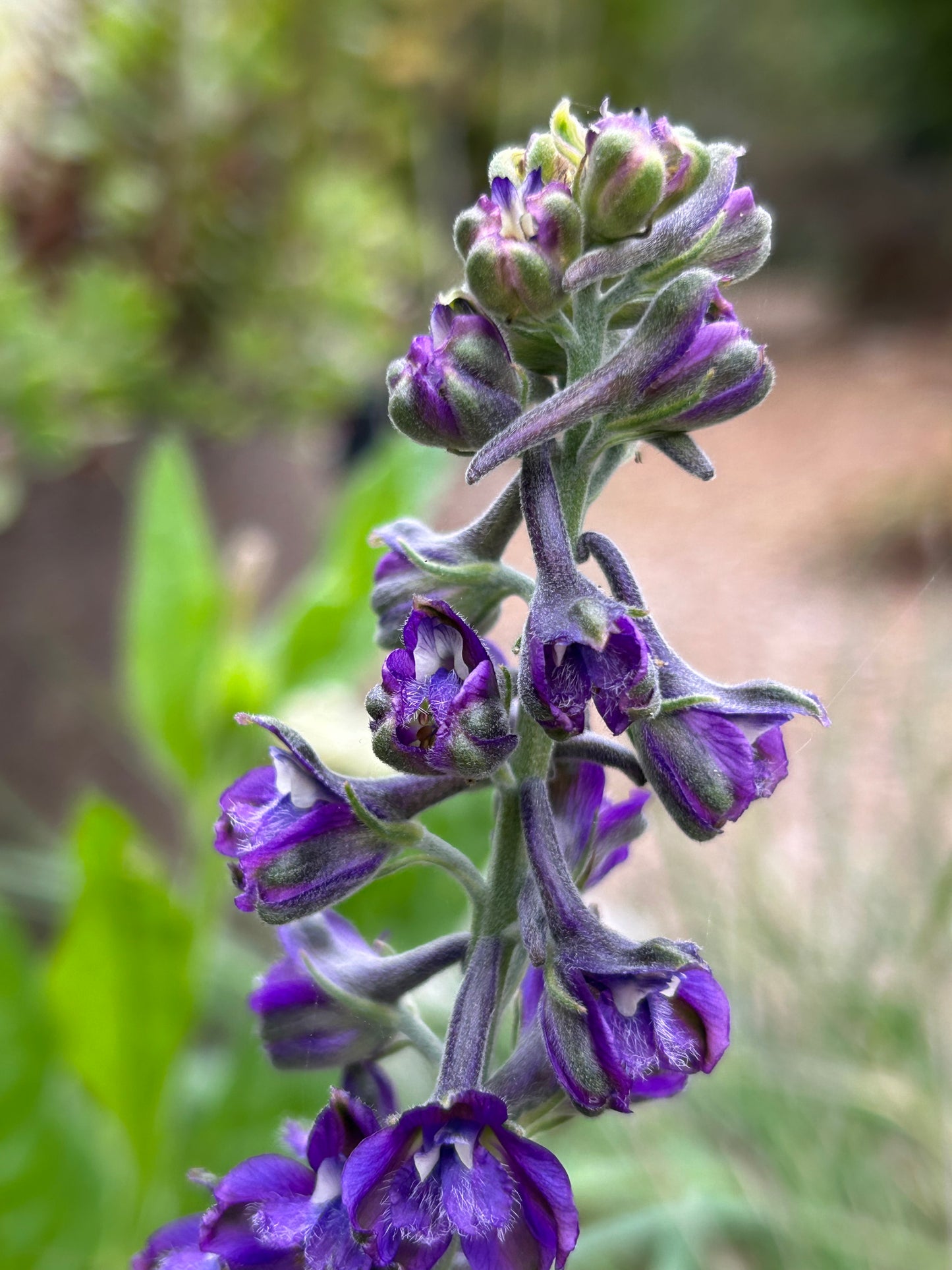 Delphinium hesperium, Western Larkspur