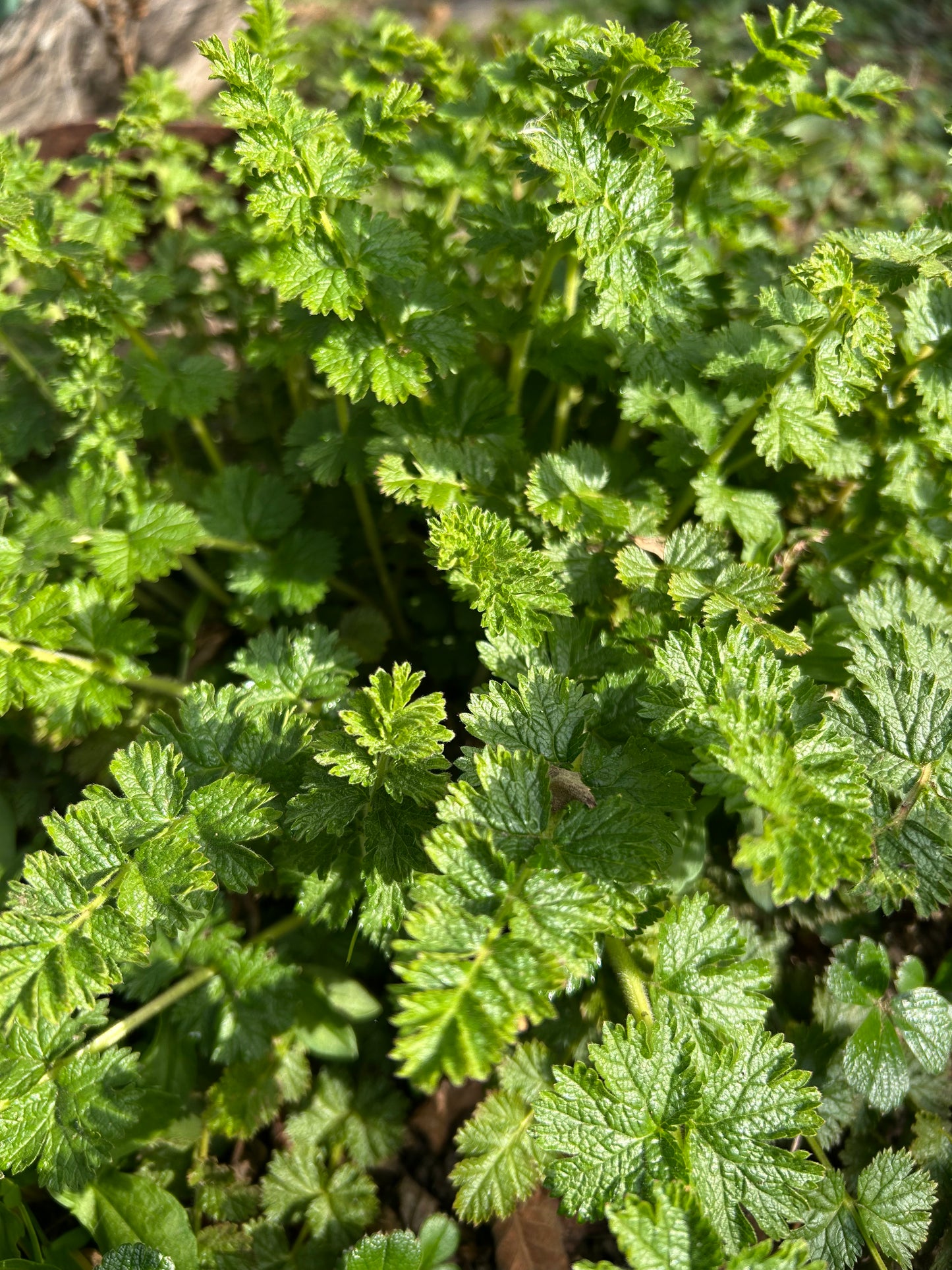 Horkelia californica, California Horkelia