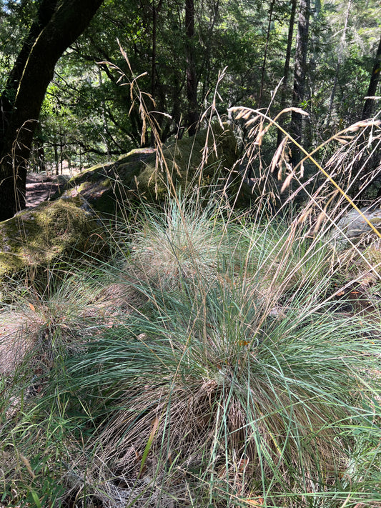 Festuca californica, California Fescue