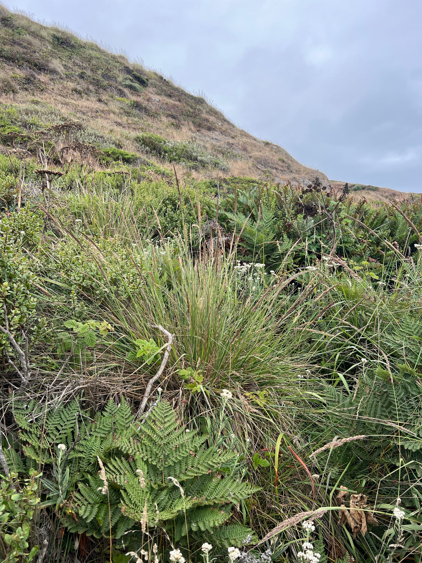 Calamagrostis nutkaensis, Pacific Reed Grass