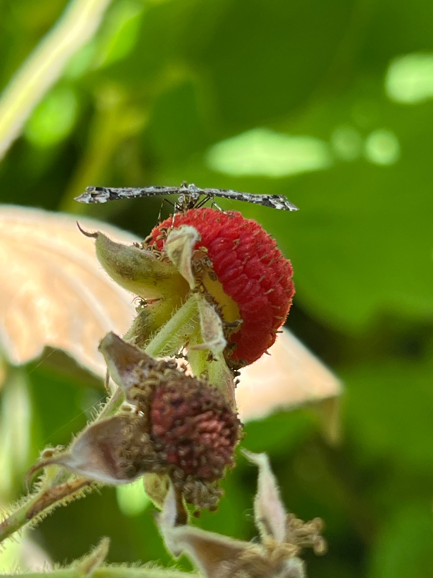 Rubus parviflorus, Thimbleberry