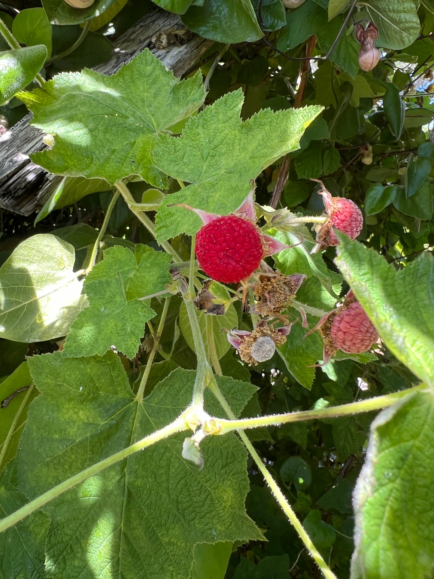 Rubus parviflorus, Thimbleberry