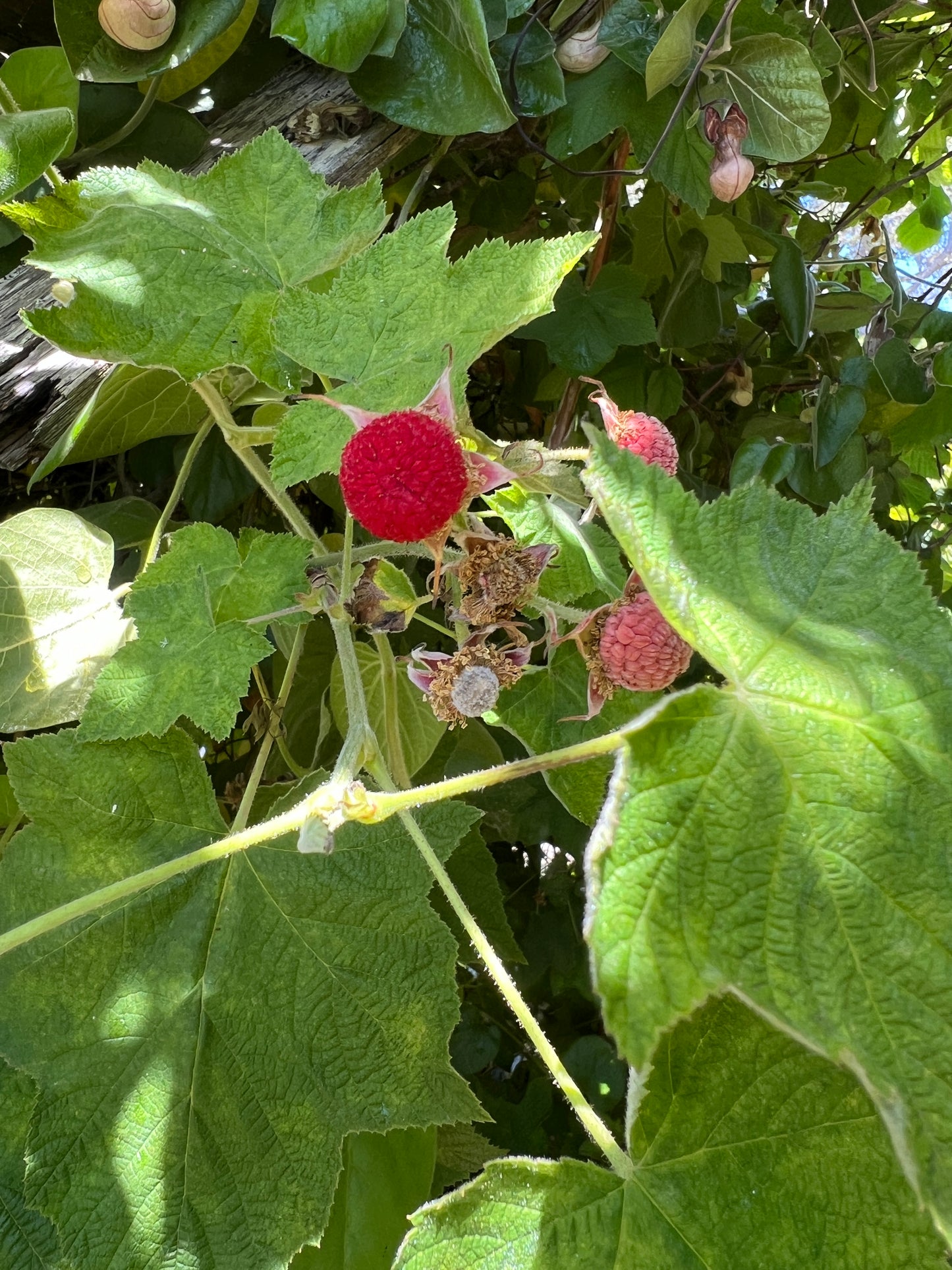 Rubus parviflorus, Thimbleberry