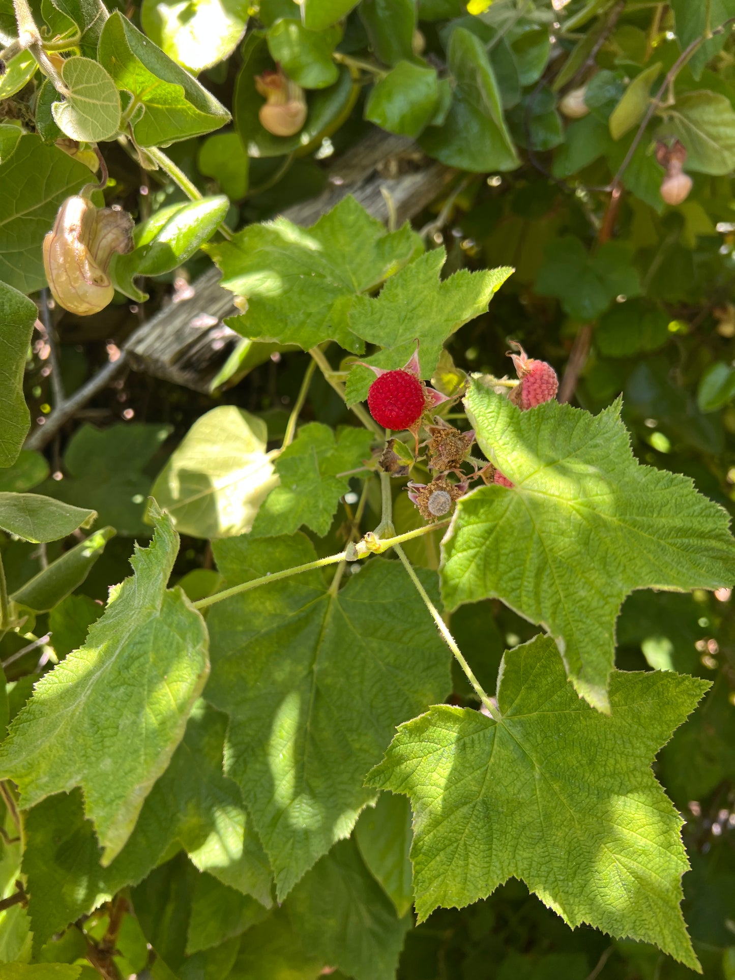Rubus parviflorus, Thimbleberry