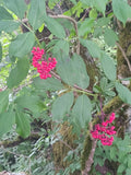 Sambucus racemosa var. callicarpa, Red Elderberry