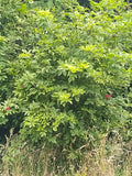 Sambucus racemosa var. callicarpa, Red Elderberry