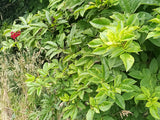 Sambucus racemosa var. callicarpa, Red Elderberry