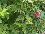 Sambucus racemosa var. callicarpa, Red Elderberry