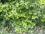 Sambucus racemosa var. callicarpa, Red Elderberry