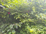 Sambucus racemosa var. callicarpa, Red Elderberry