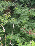 Sambucus racemosa var. callicarpa, Red Elderberry