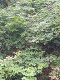 Sambucus racemosa var. callicarpa, Red Elderberry