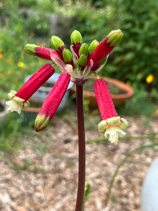 Dichelostemma ida-maia, Firecracker Plant