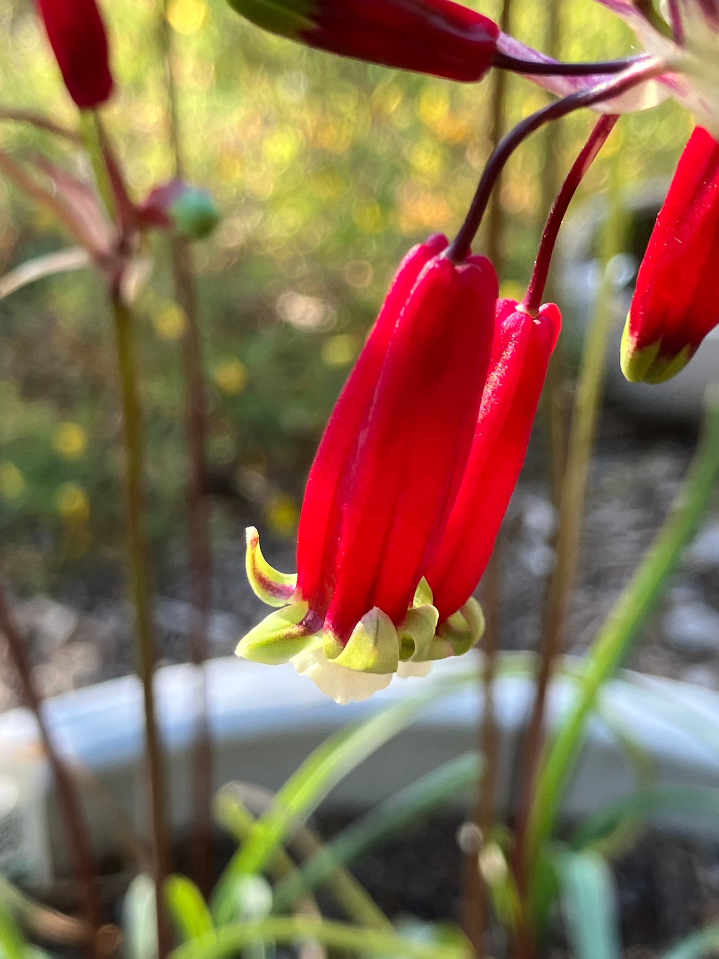 Dichelostemma ida-maia, Firecracker Plant
