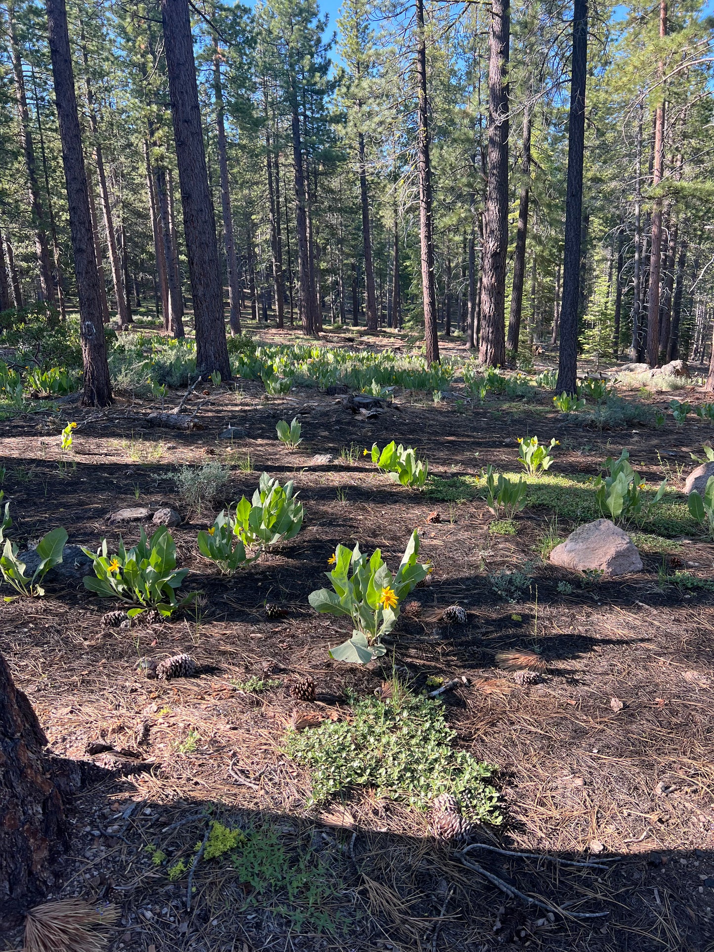Wyethia mollis, Woolly Mule’s Ears