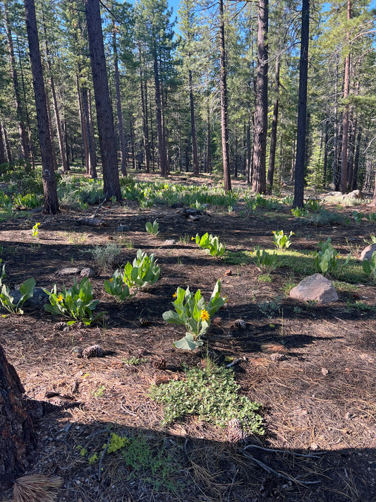 Wyethia mollis, Woolly Mule’s Ears