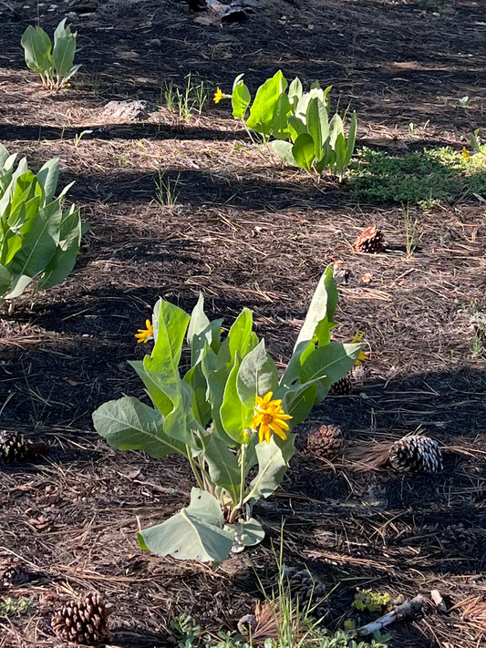 Wyethia mollis, Woolly Mule’s Ears