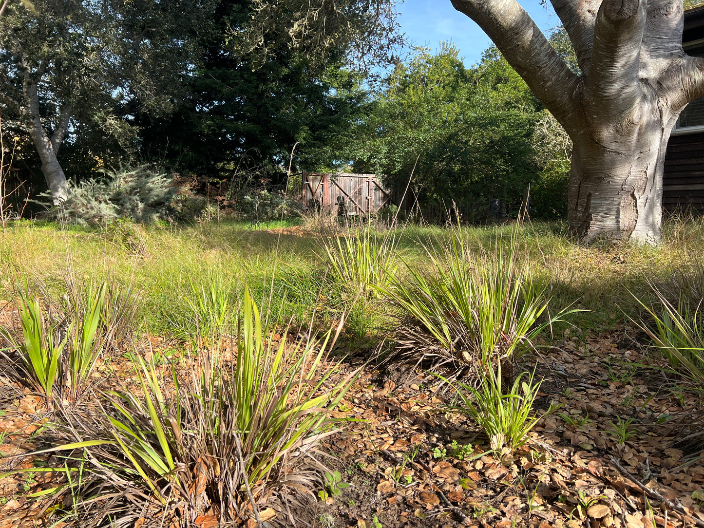 Anthoxanthum occidentale, CA Vanilla Grass