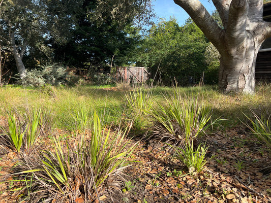 Anthoxanthum occidentale, CA Vanilla Grass
