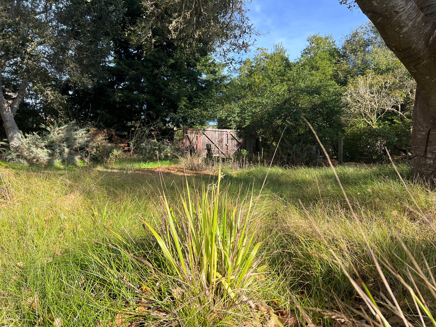 Anthoxanthum occidentale, CA Vanilla Grass