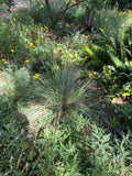 Festuca californica, California Fescue