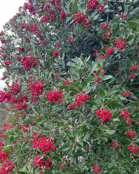 Heteromeles arbutifolia, Toyon