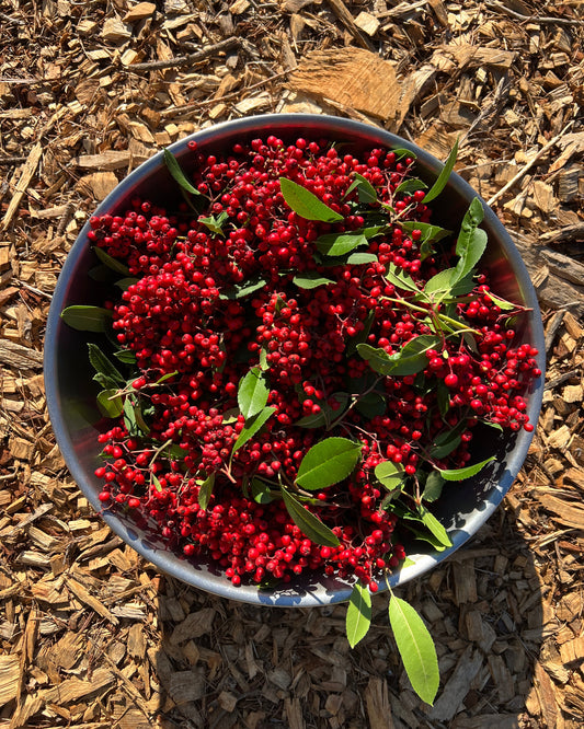 Heteromeles arbutifolia, Toyon
