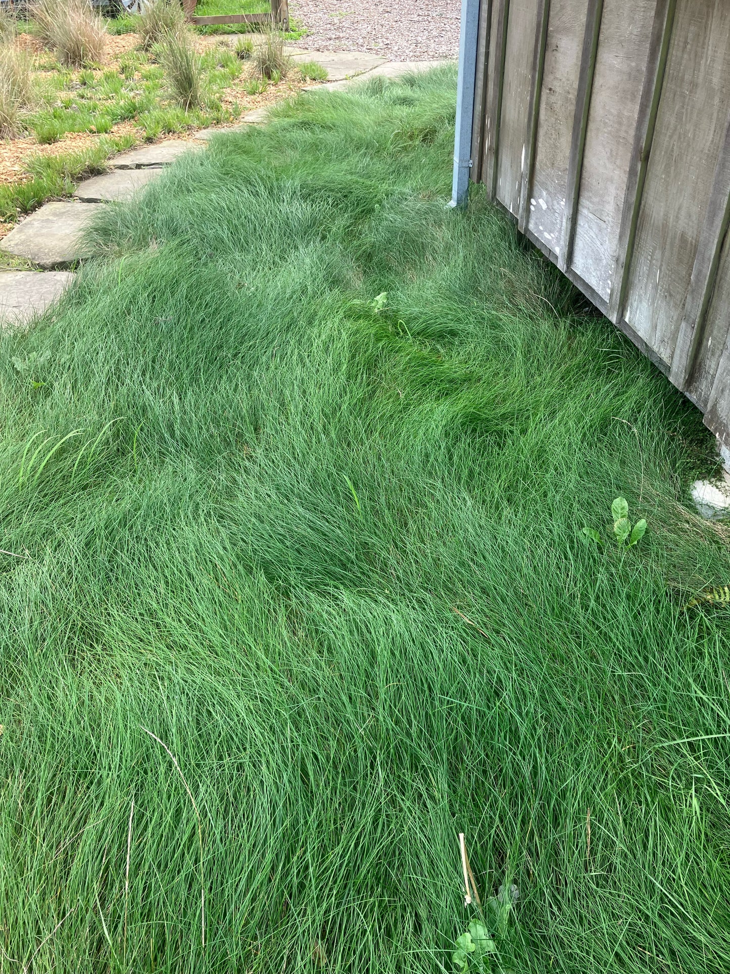 Festuca rubra, Red Fescue