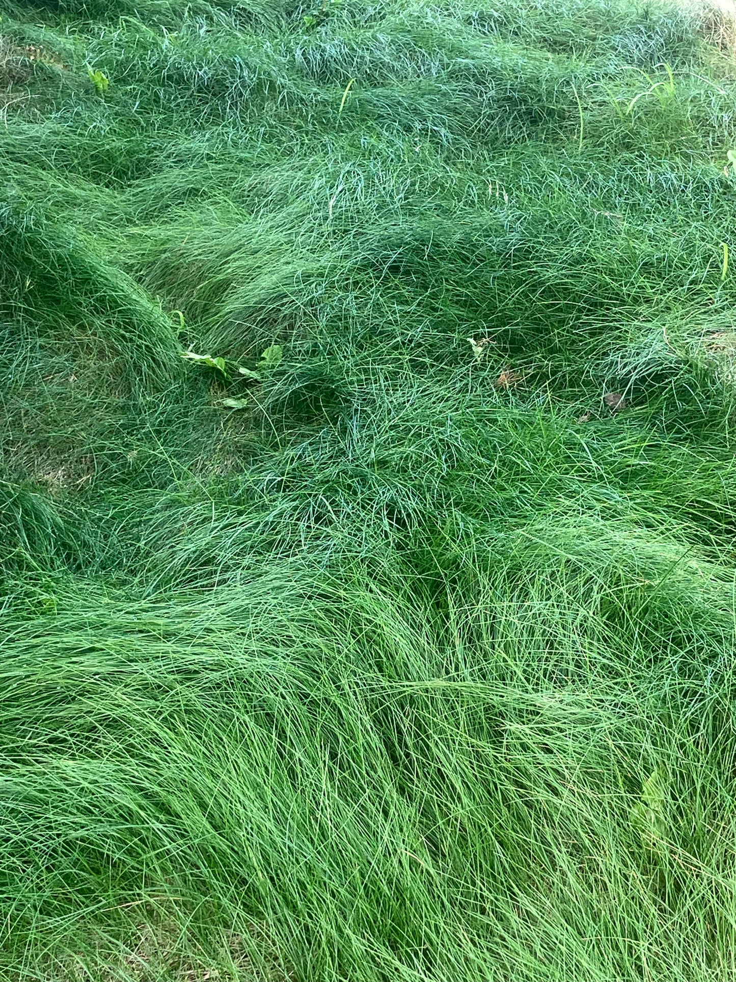 Festuca rubra, Red Fescue