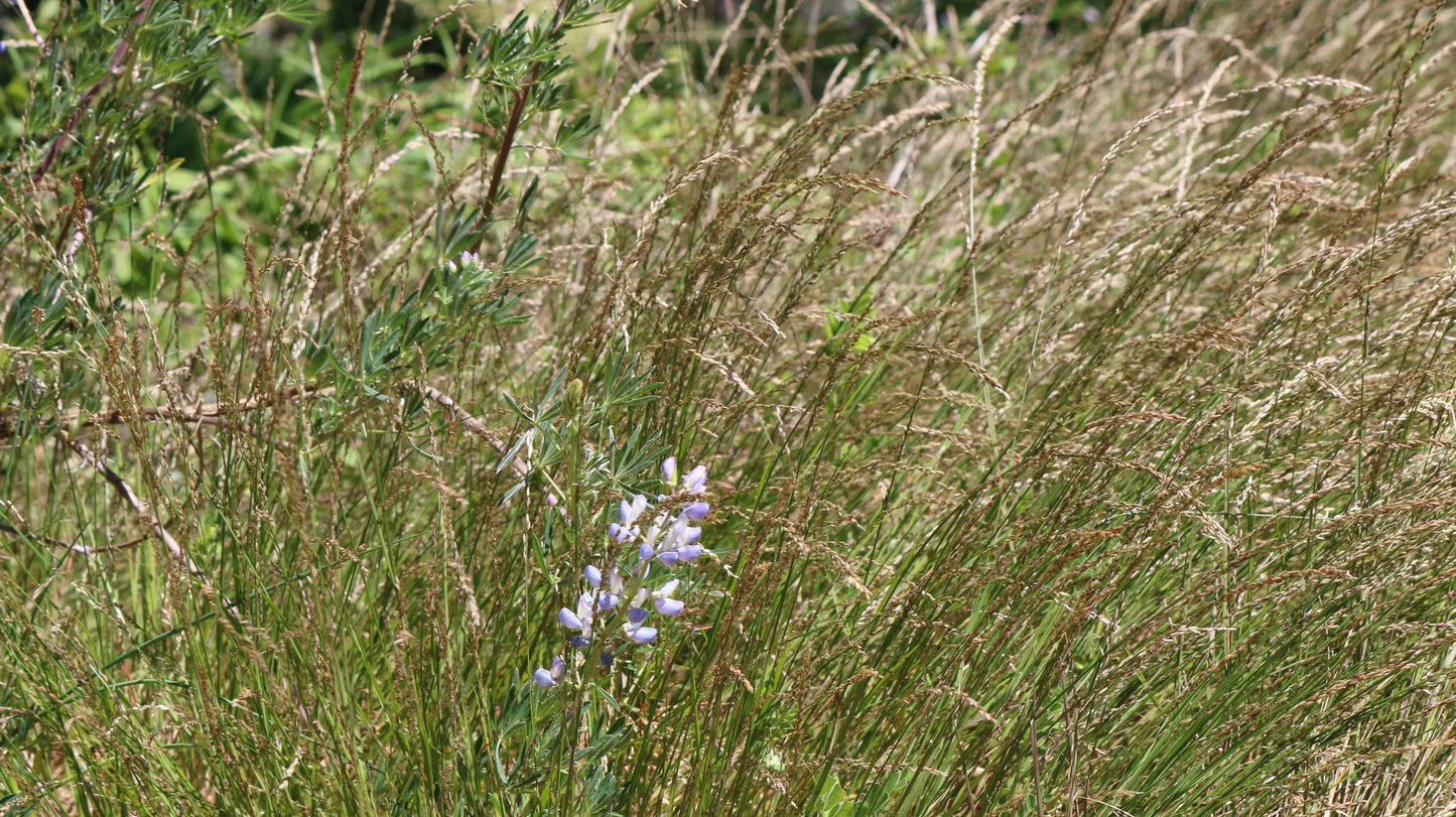 Melica torreyana, Torrey's Melic Grass