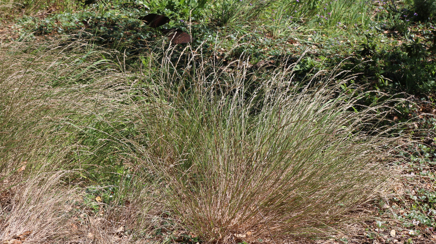 Melica torreyana, Torrey's Melic Grass