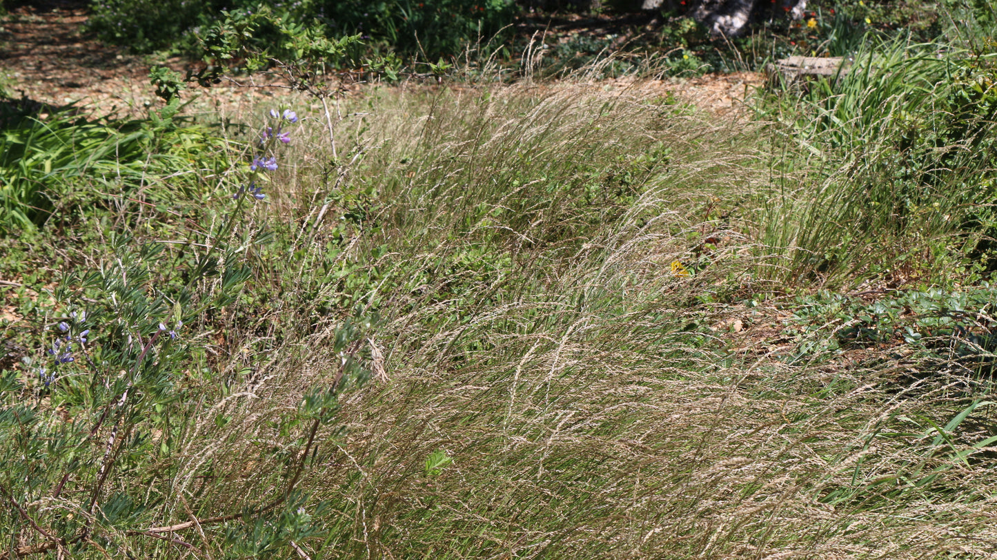 Melica torreyana, Torrey's Melic Grass
