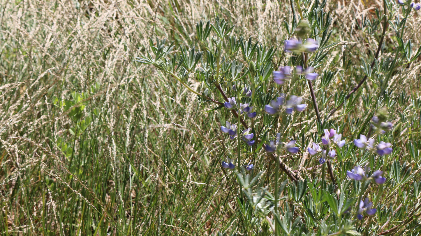 Melica torreyana, Torrey's Melic Grass