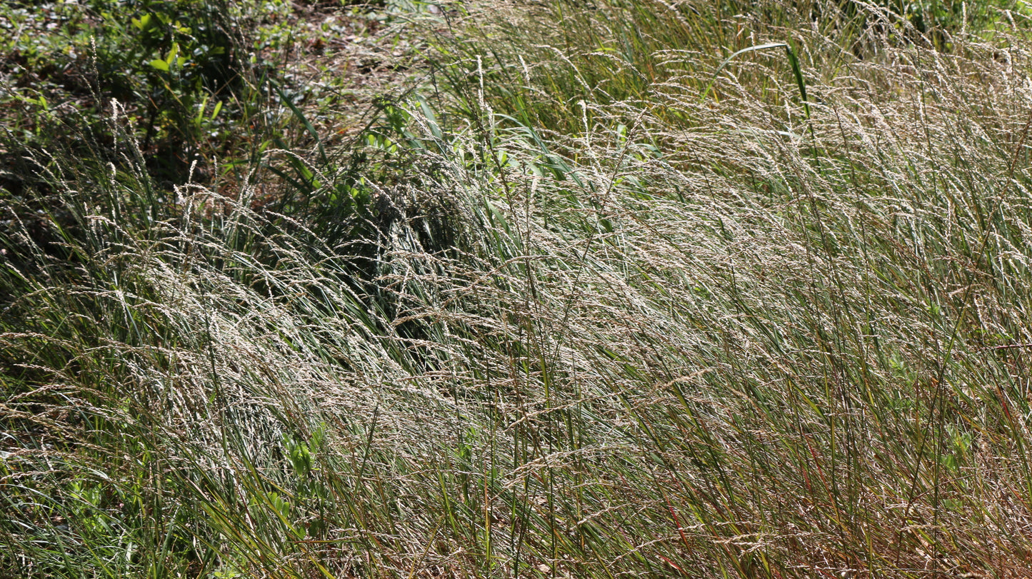 Melica torreyana, Torrey's Melic Grass
