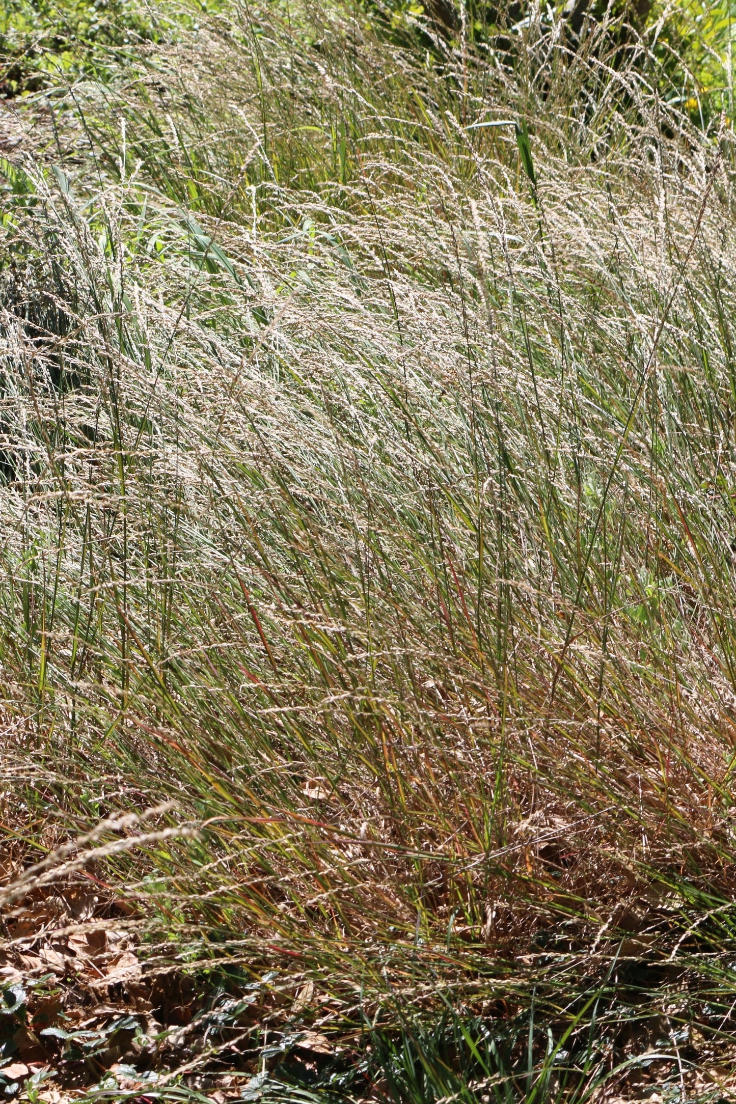 Melica torreyana, Torrey's Melic Grass
